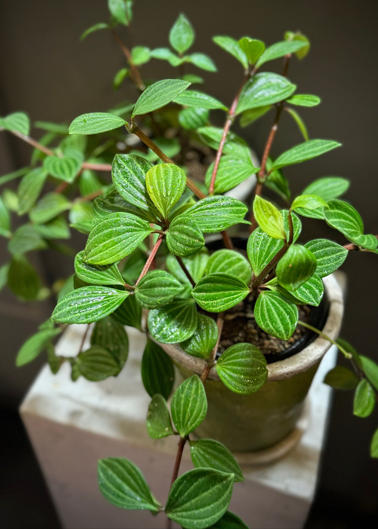 Pepperomia Potted Plant