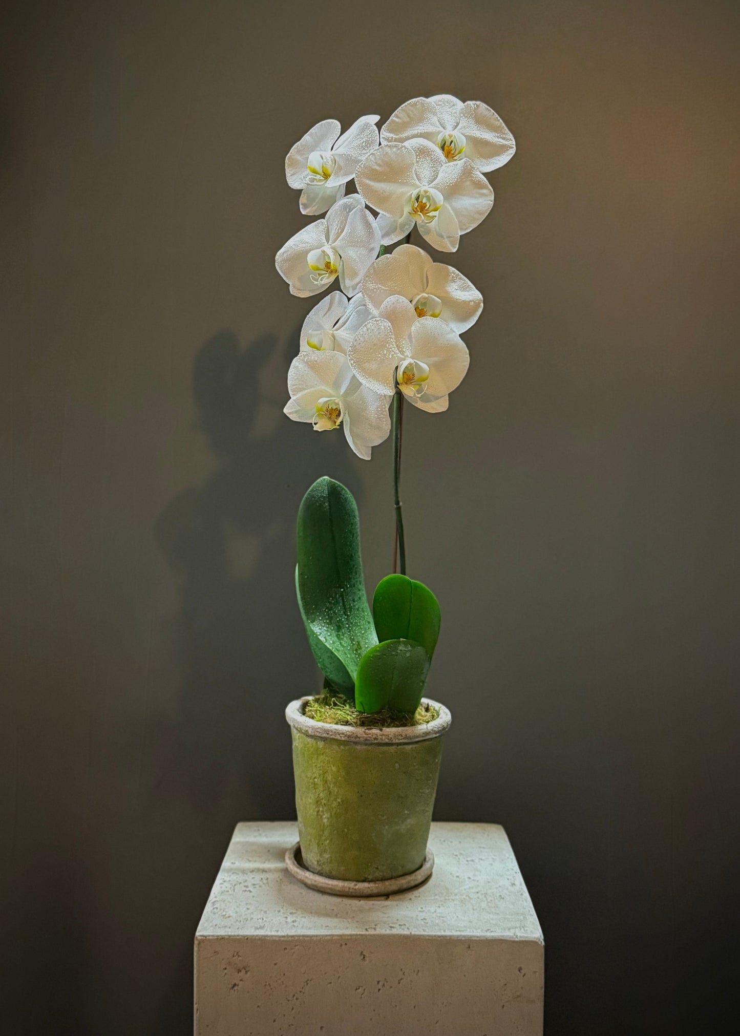 White Phalaenopsis Orchid Plant (Full size)