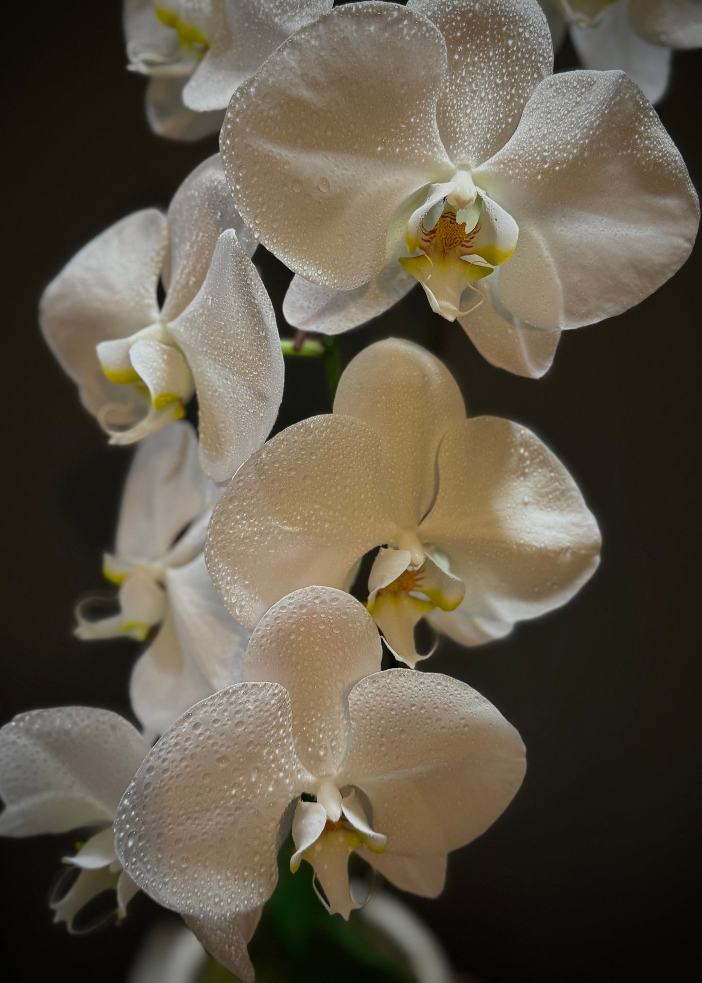White Phalaenopsis Orchid Plant (Full size)