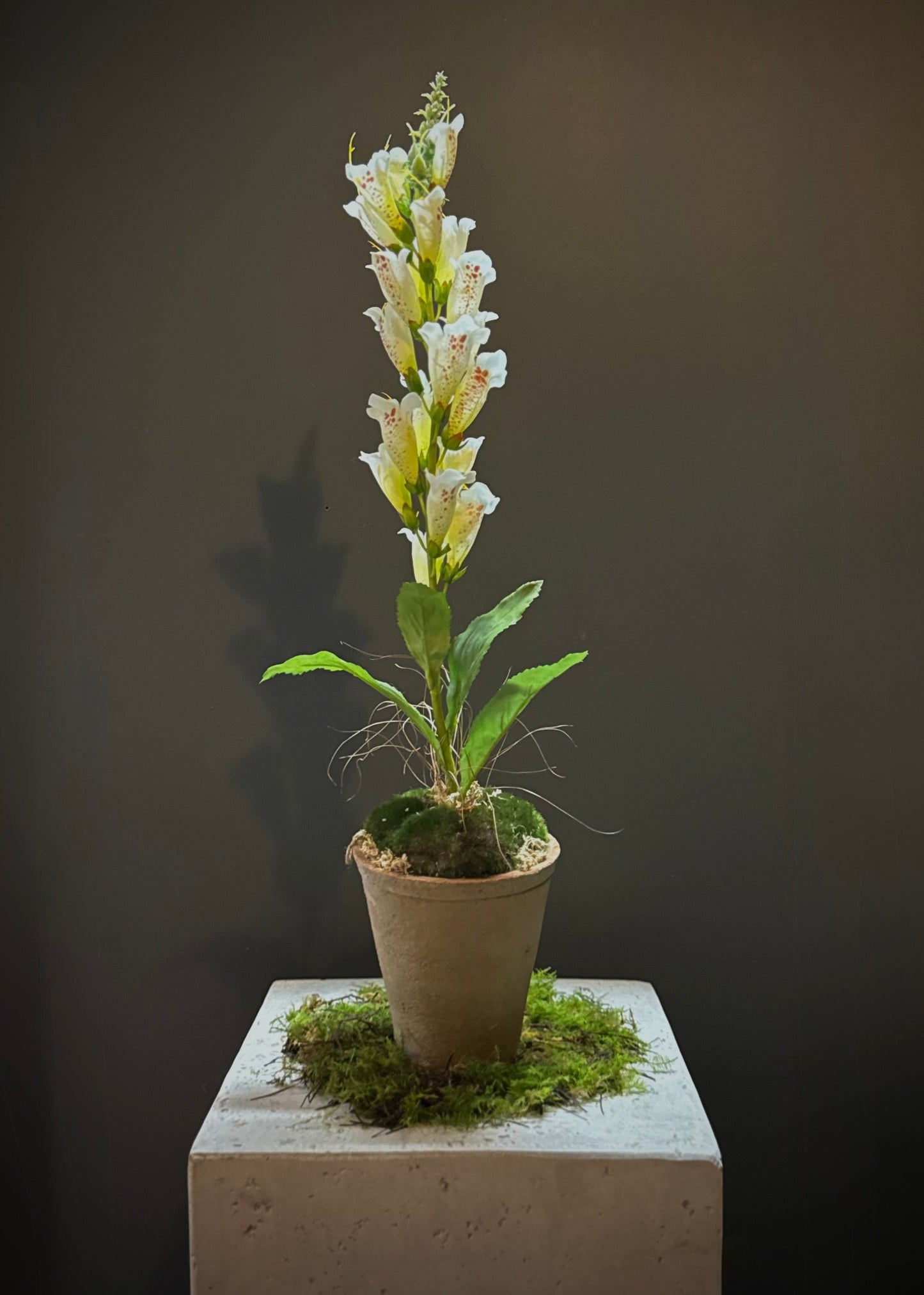 Handmade Everlasting Potted Colour