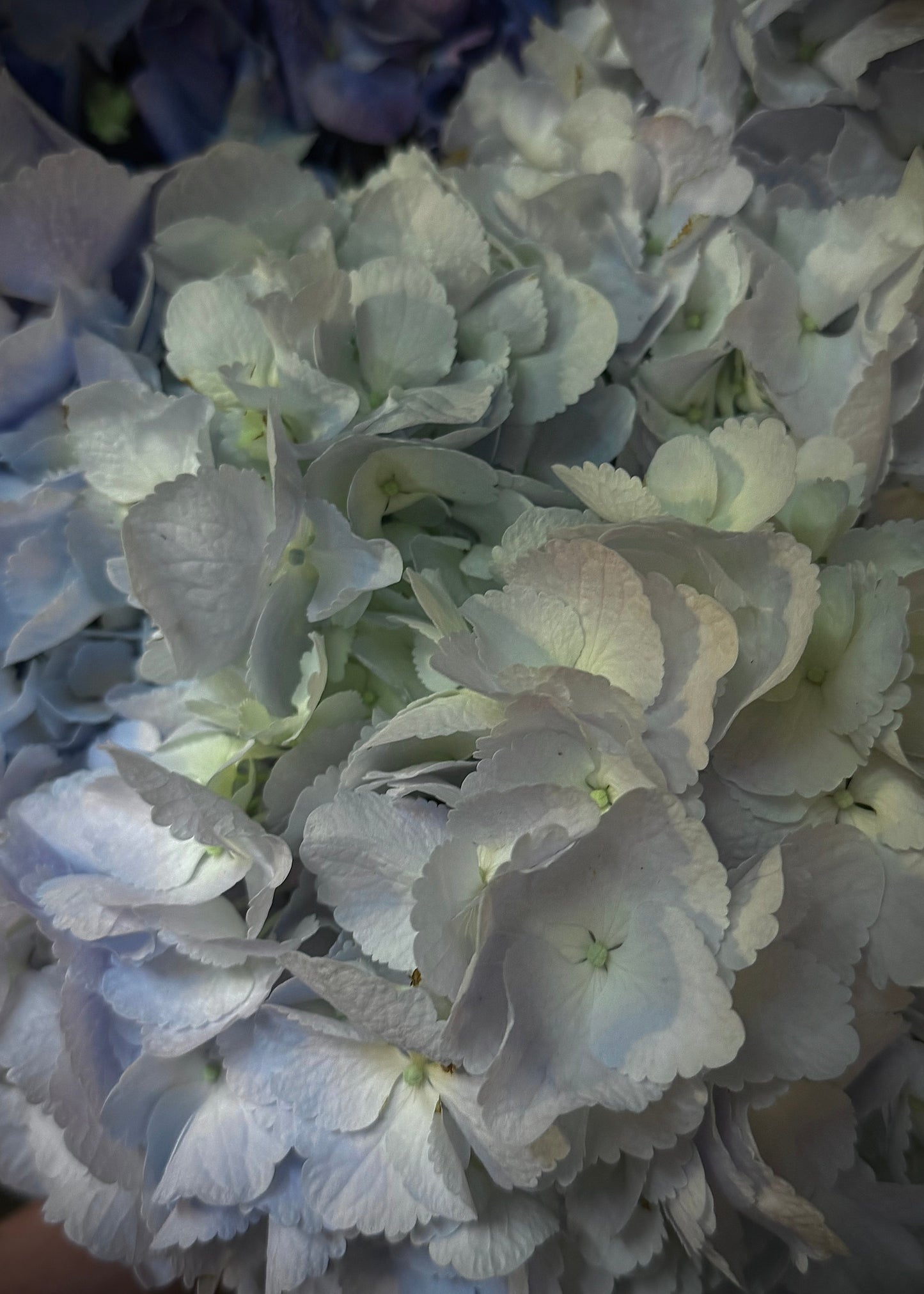 Blue Hydrangea (Bunch)