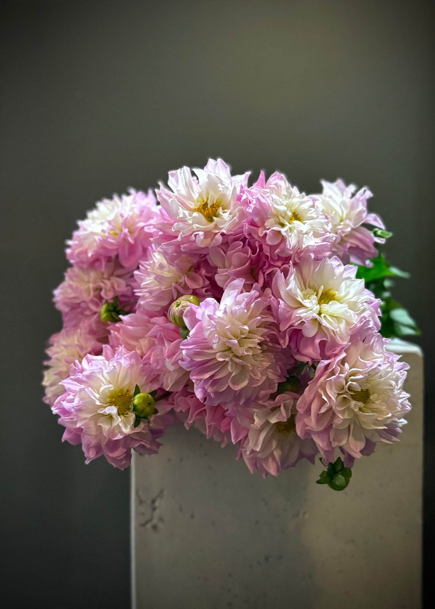 Dahlias (Bunch)