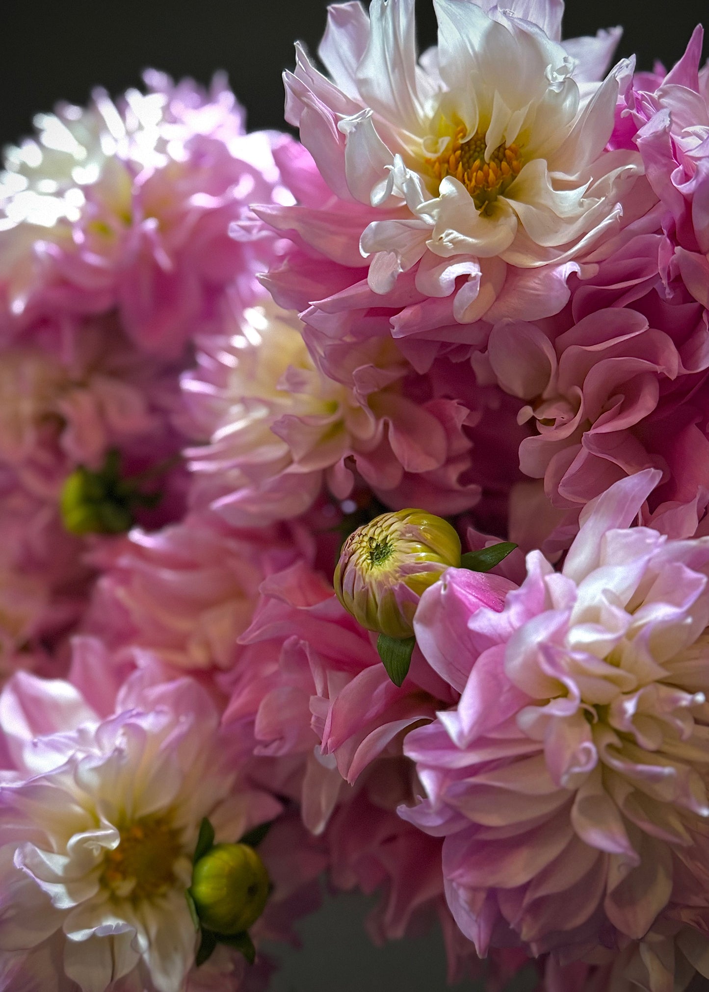 Dahlias (Bunch)