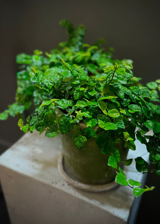 Ficus Potted Plant