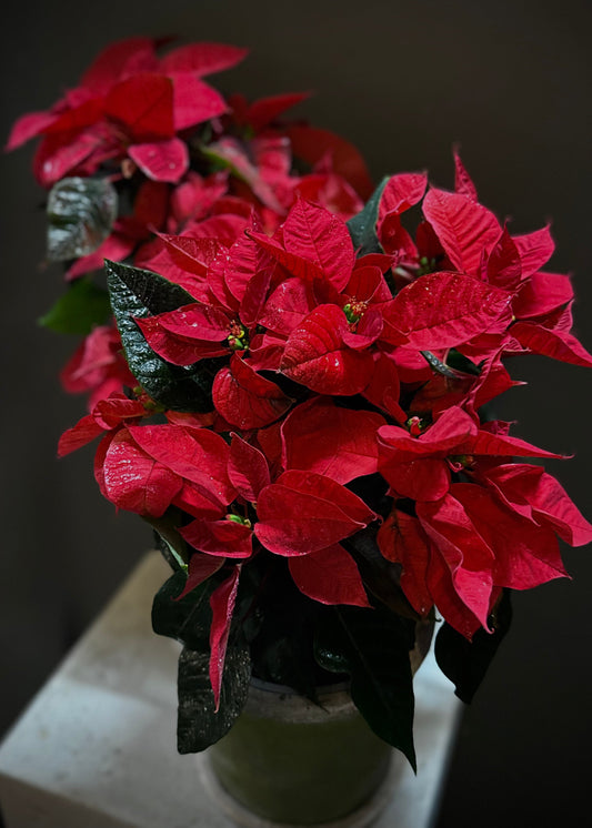 Red Poinsettia Potted Plant