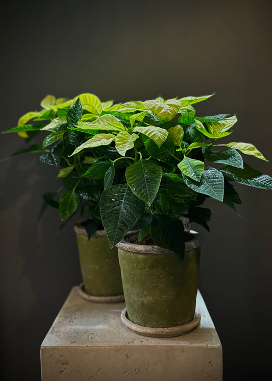 White Poinsettia Potted Plant