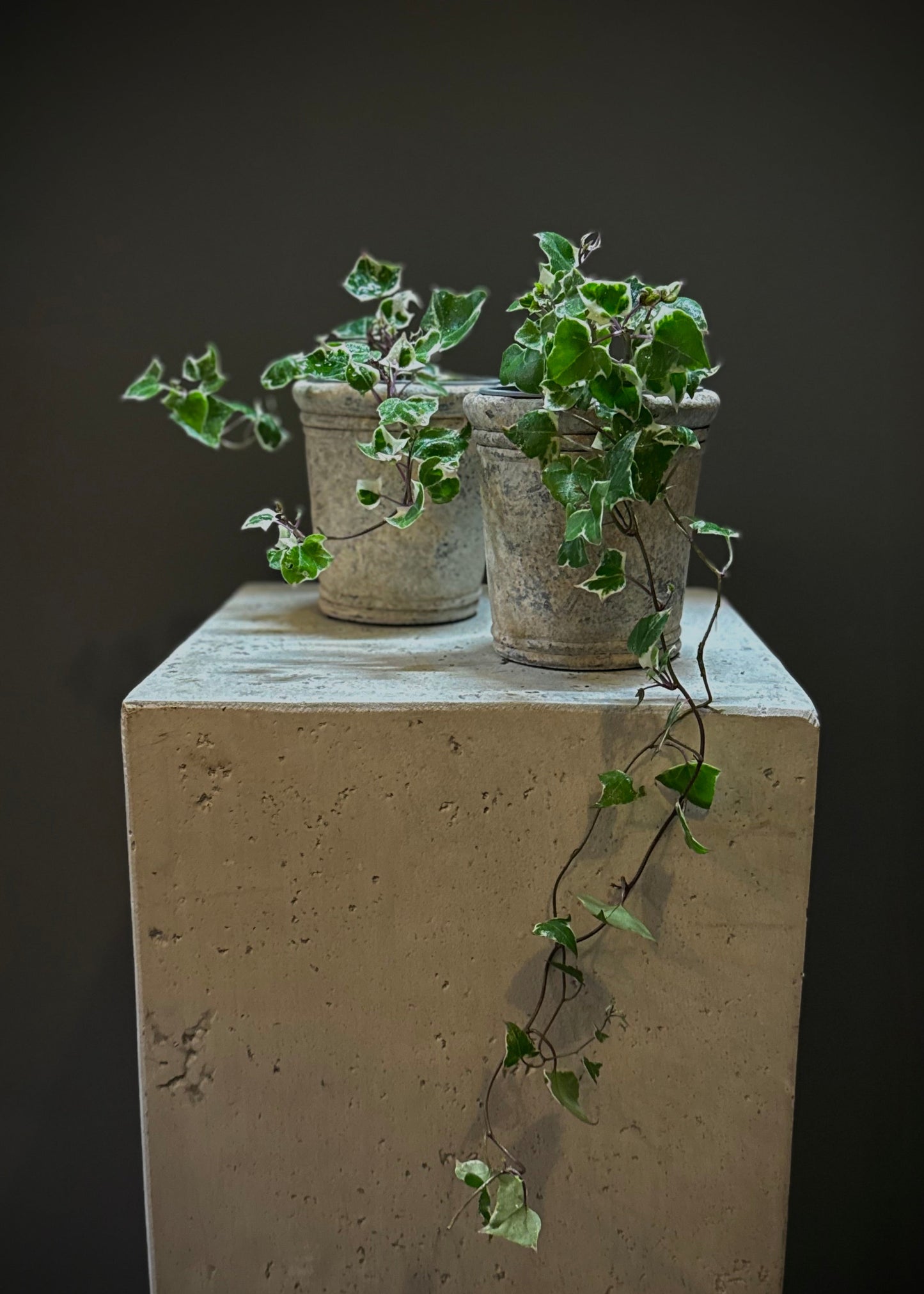 Petite Potted Ivy Plant