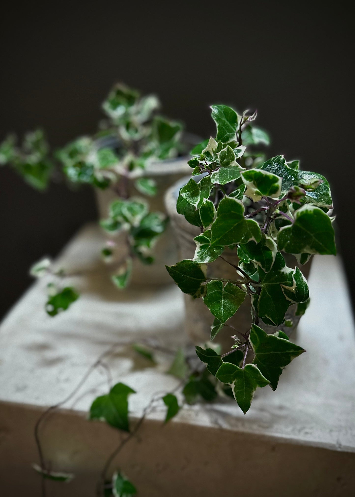Petite Potted Ivy Plant
