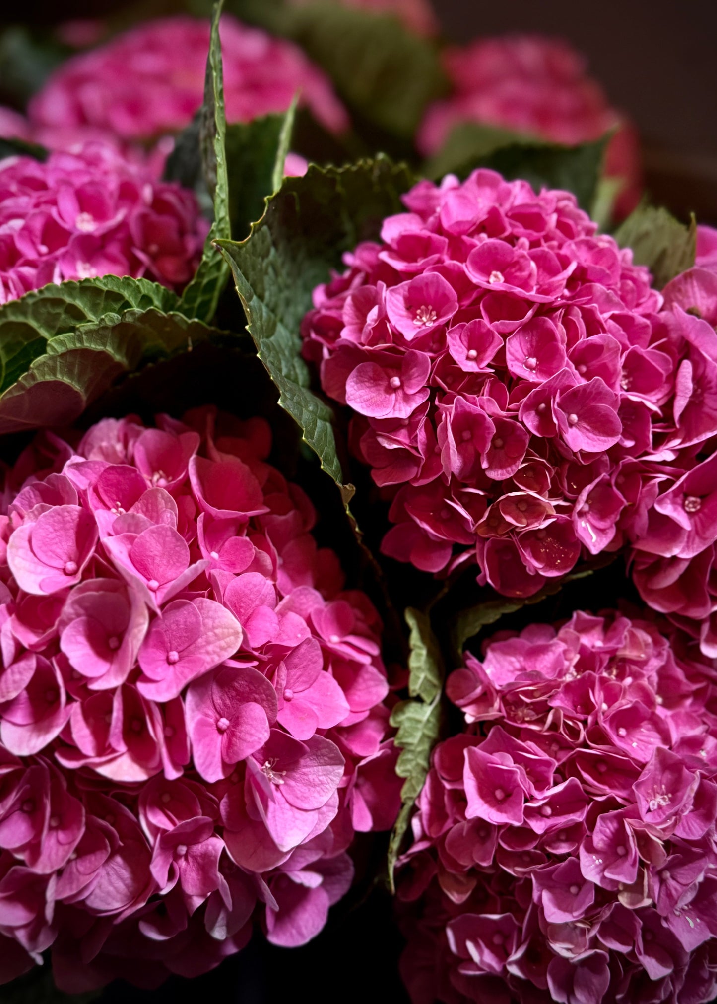 Pink Hydrangea (Bunch)