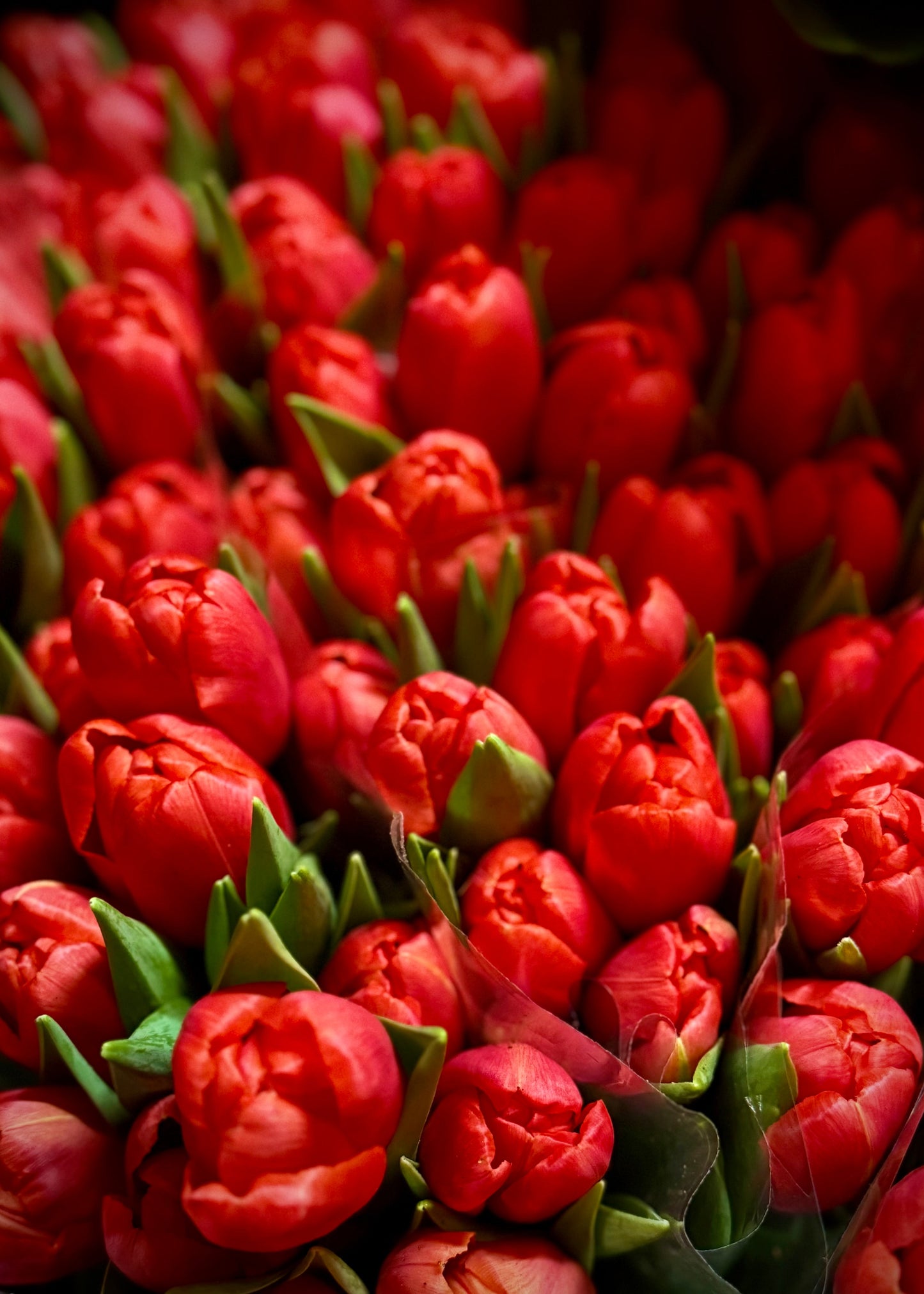 Red Tulips in Vase