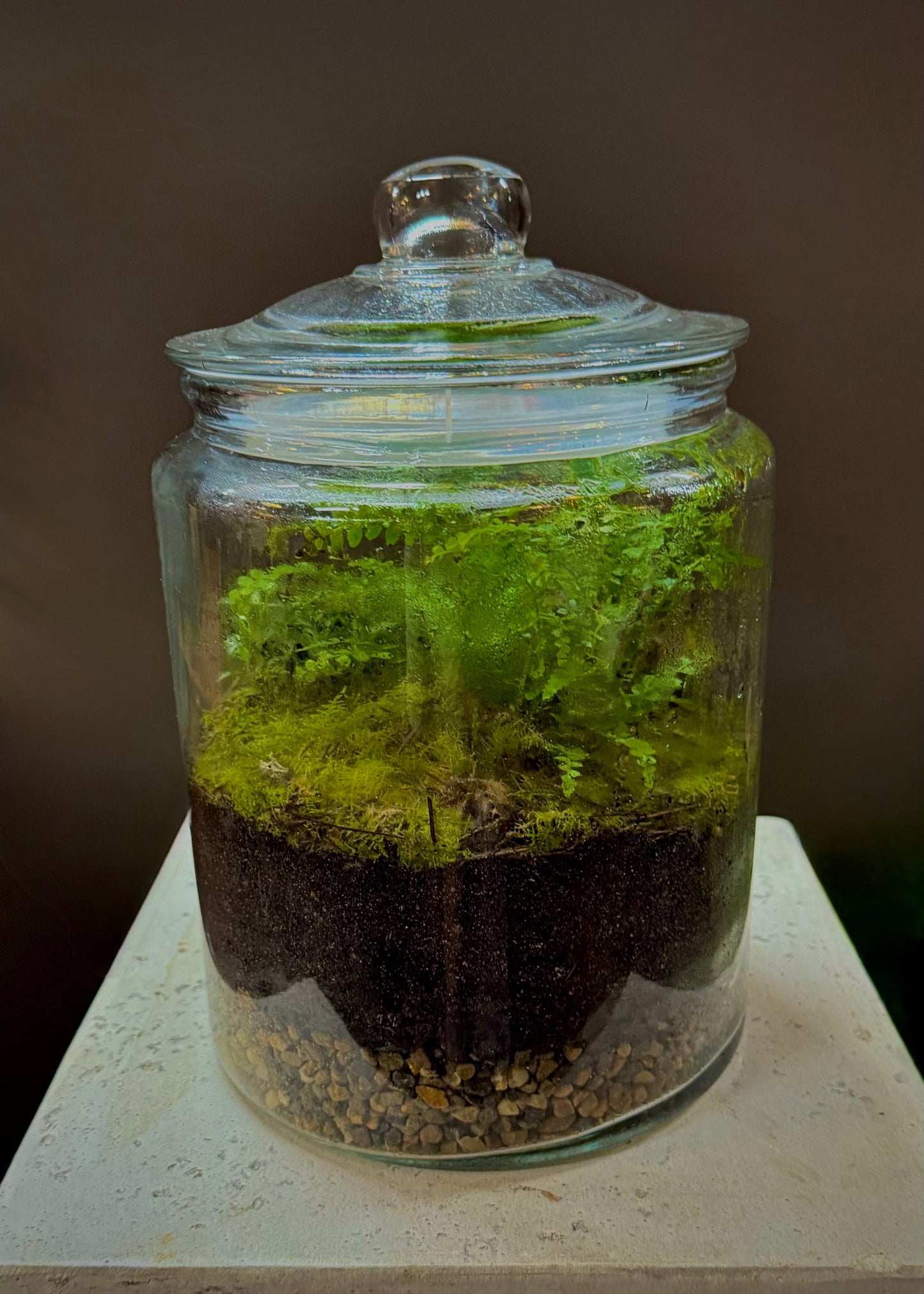 Glass Terrarium