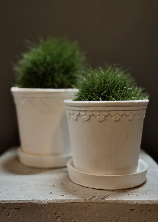 Potted Grass Topiary Plant