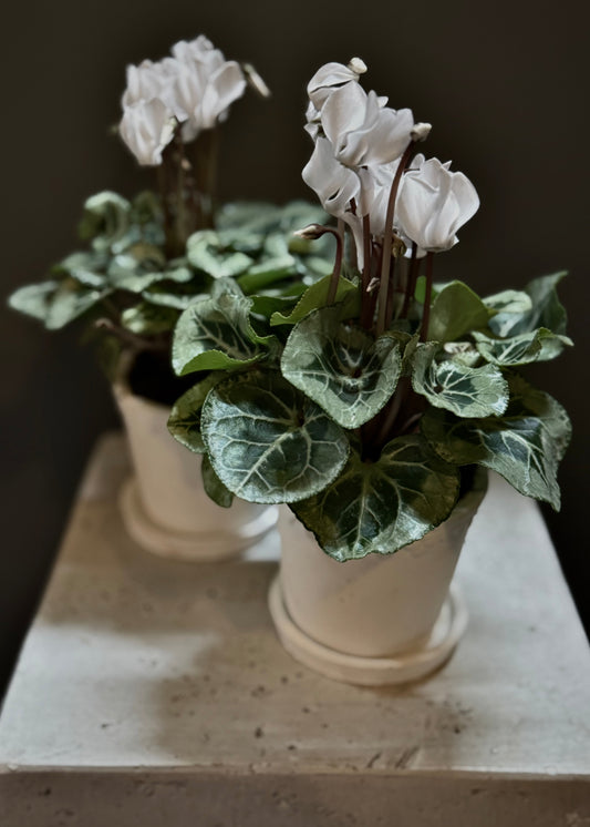 Potted Cyclamen Plant