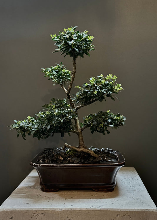 Bonsai Potted Plant