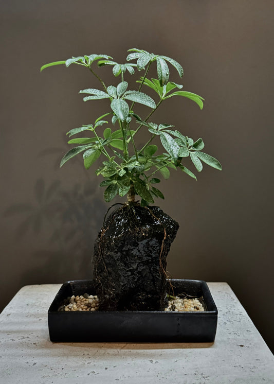 Life on the Rocks Plant