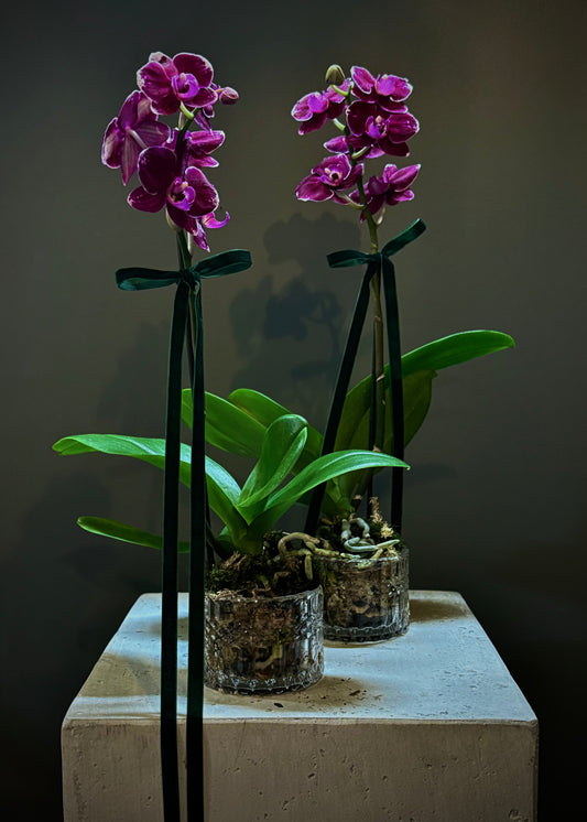 Potted Phalaenopsis Orchid Plant (Petite)