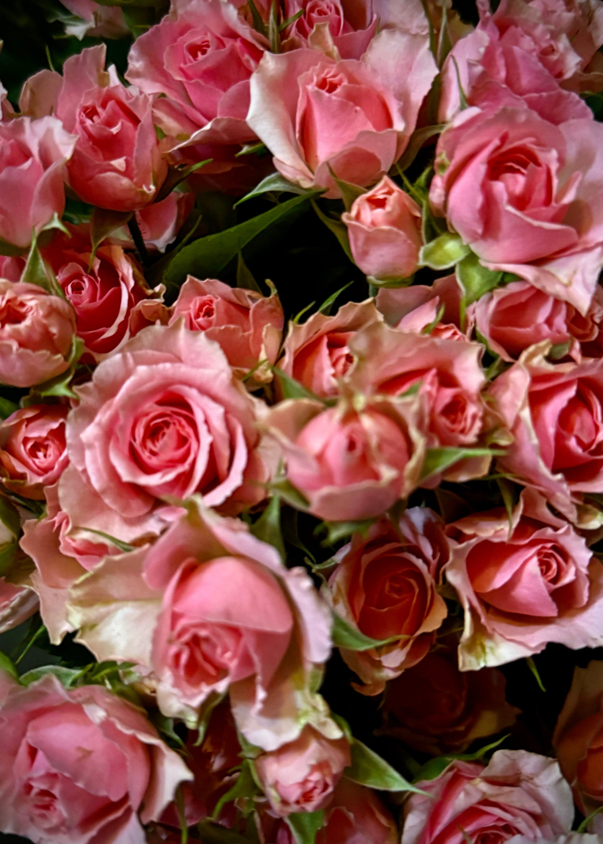 spray roses vs garden roses Spray Roses (Bunch) – Hart's Florist
