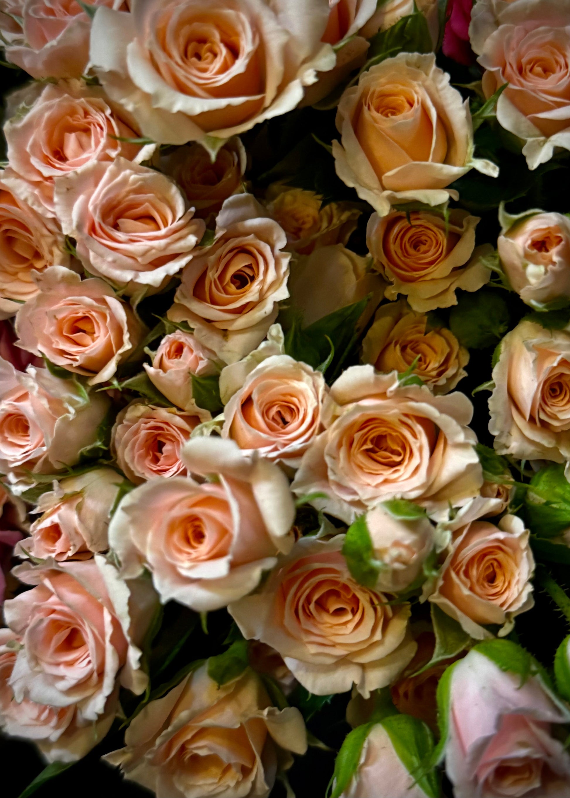 garden rose vs spray rose Spray Roses (Bunch) – Hart's Florist