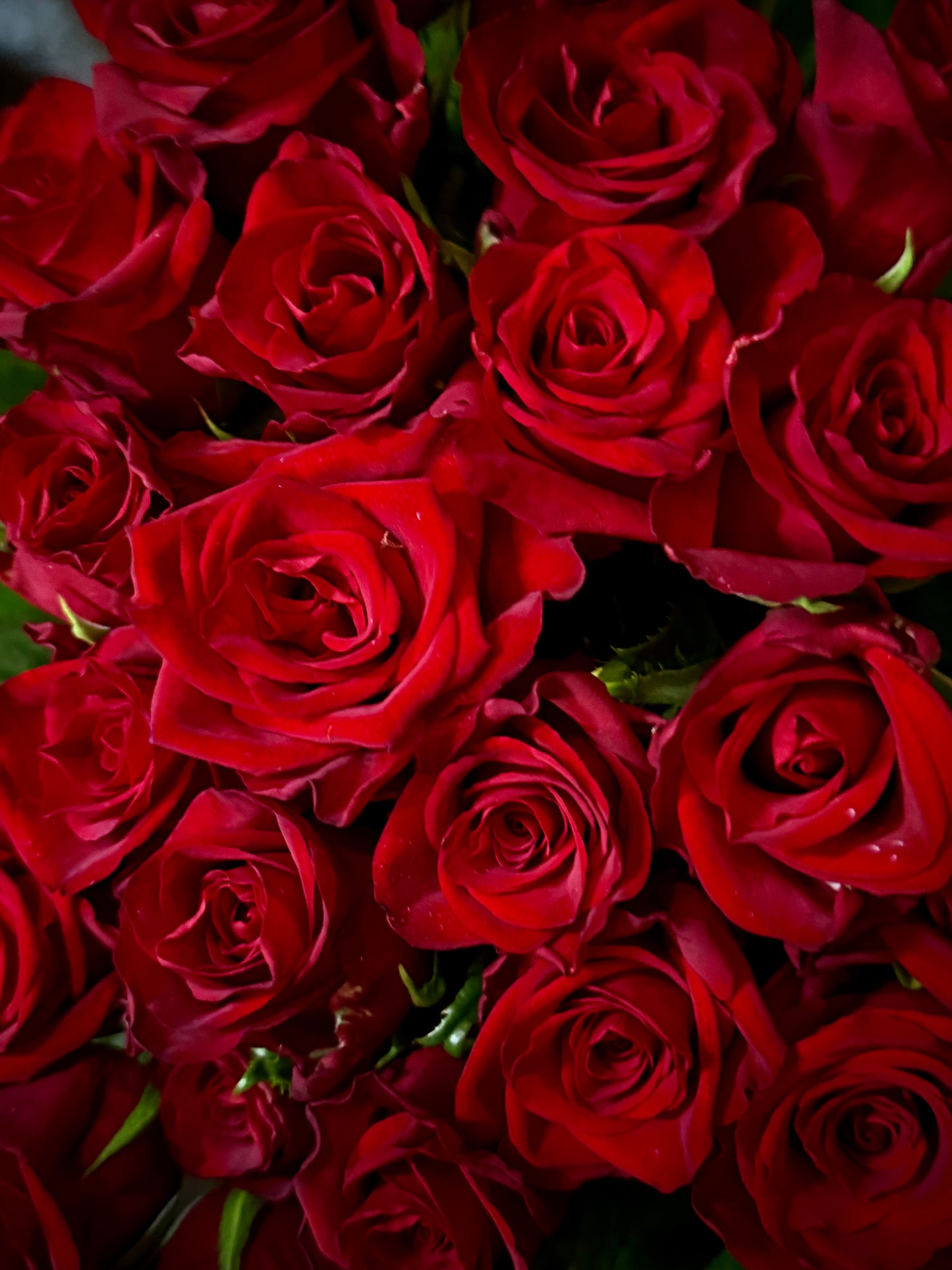 Red Roses (Bunch)