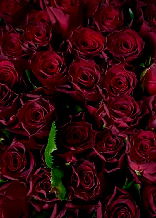 Valentine's Dozen Large Red Rose