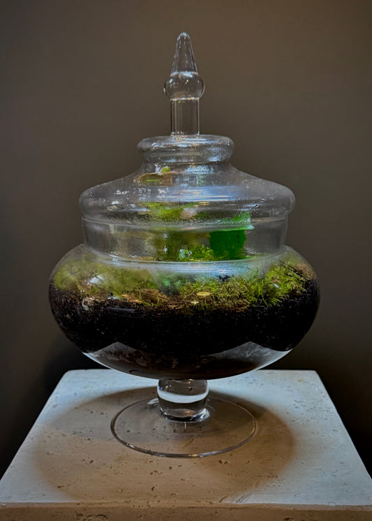 Glass Terrarium