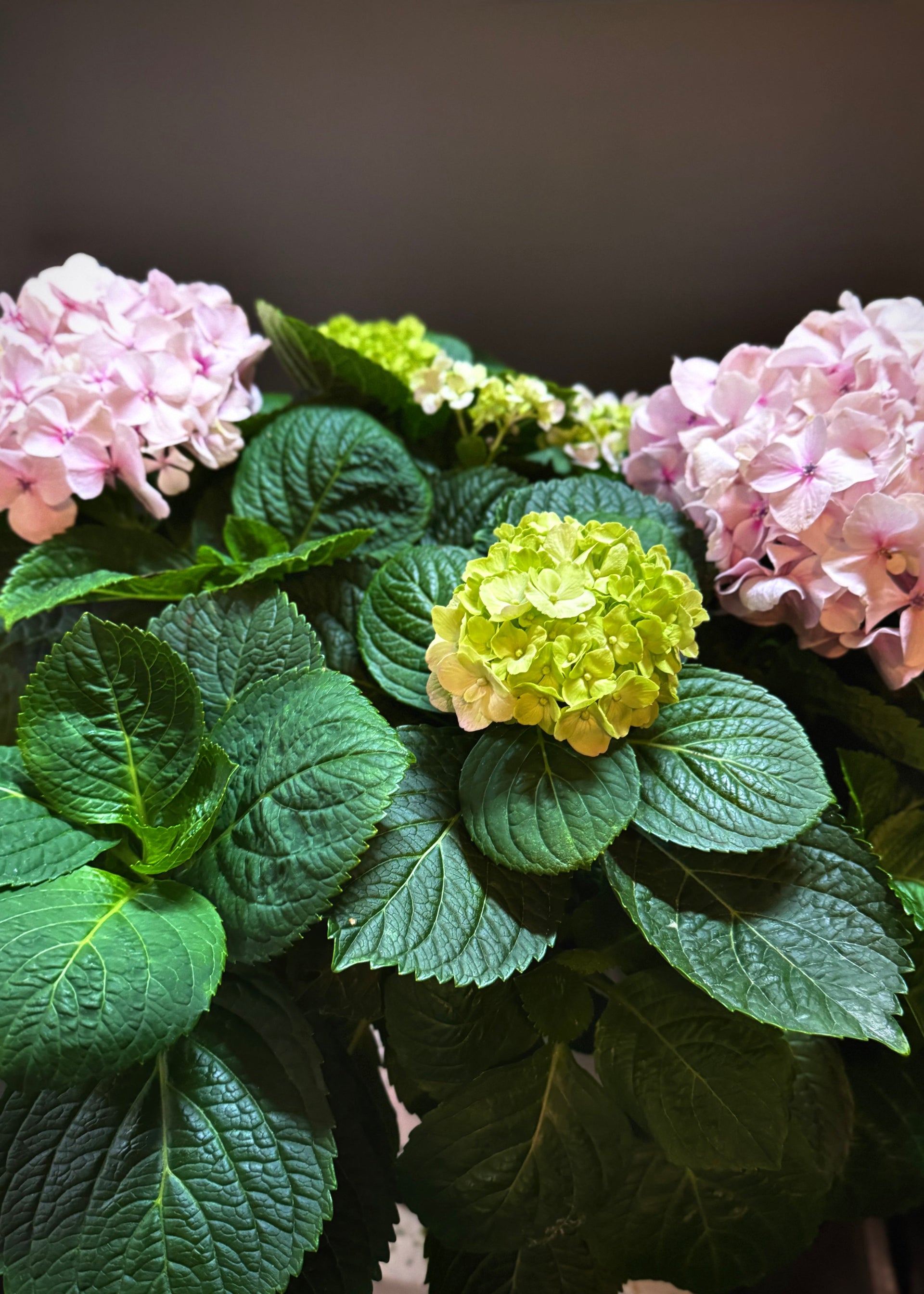 Hydrangea Potted Plant – Hart's Florist