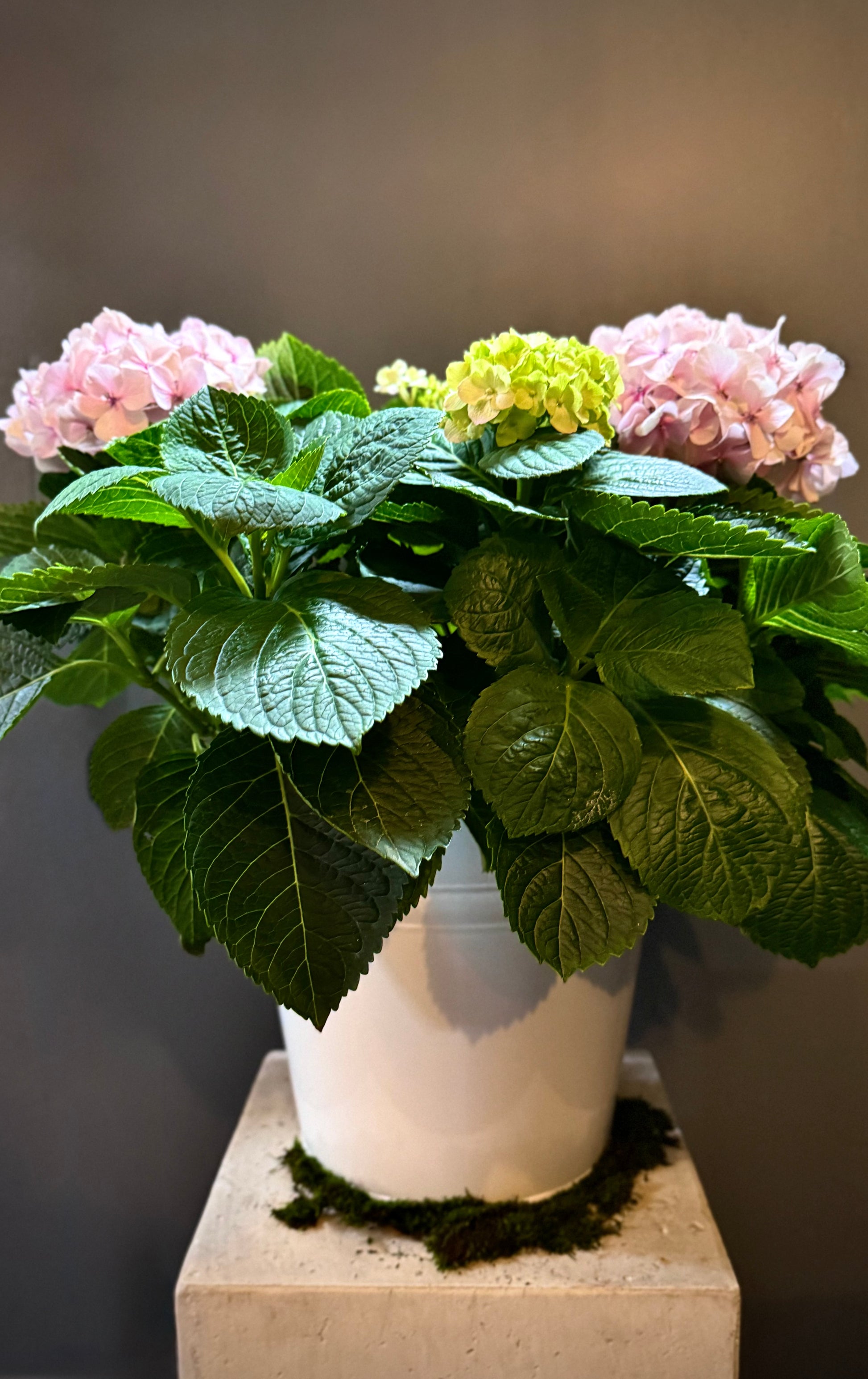 where to buy potted hydrangea plants Hydrangea Potted Plant – Hart's Florist