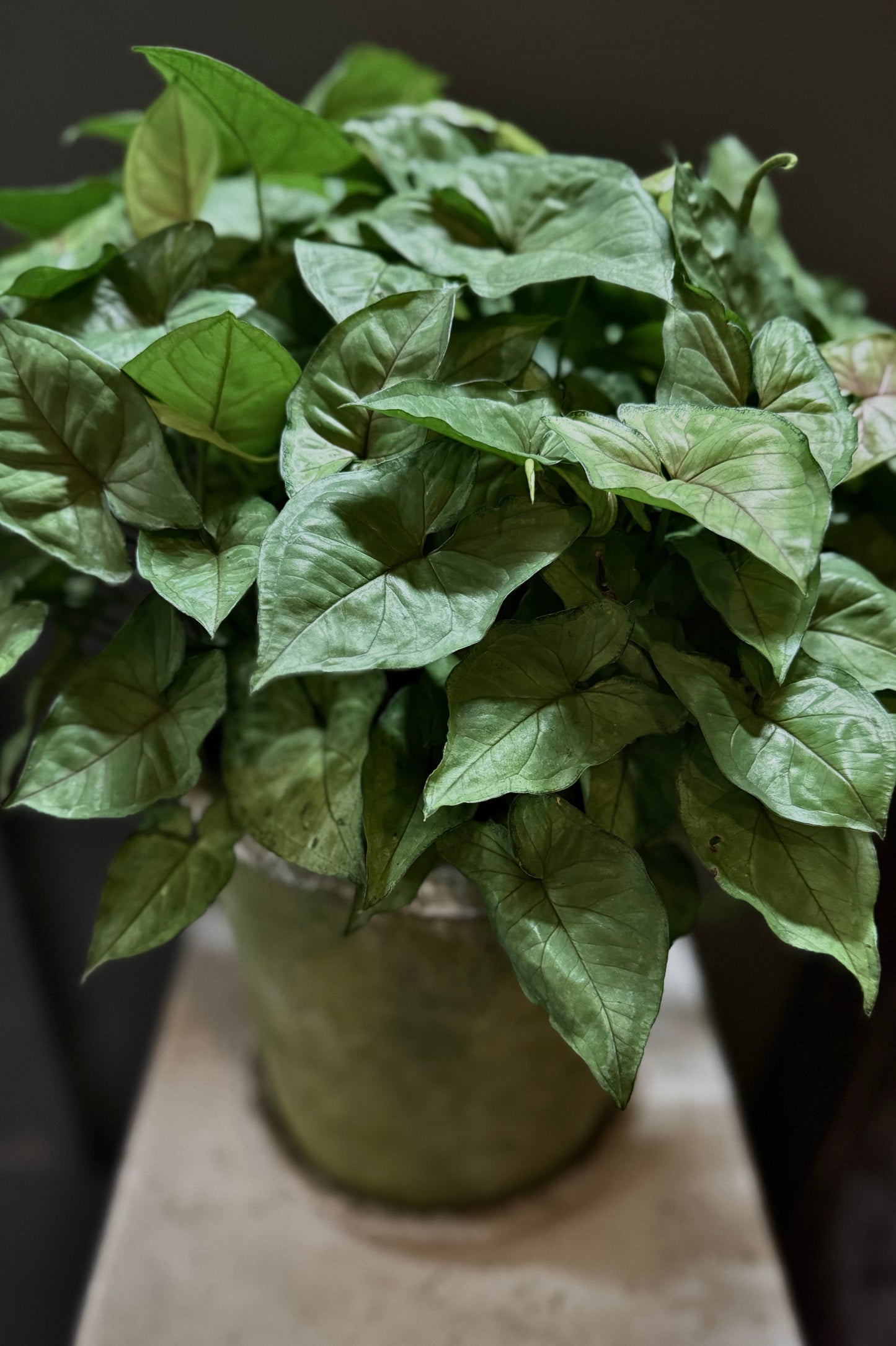 Florist's Choice Potted Plant