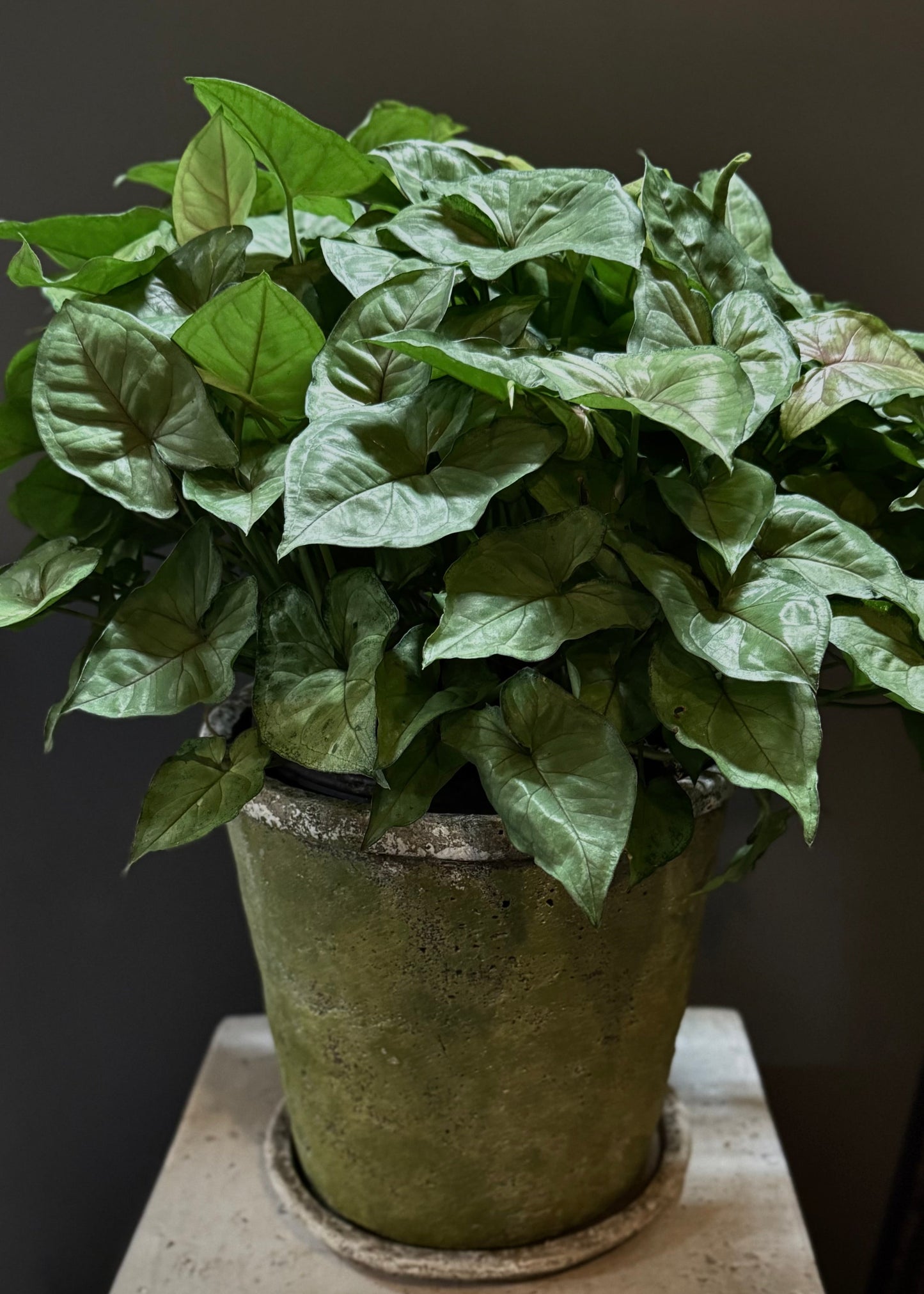 Florist's Choice Potted Plant