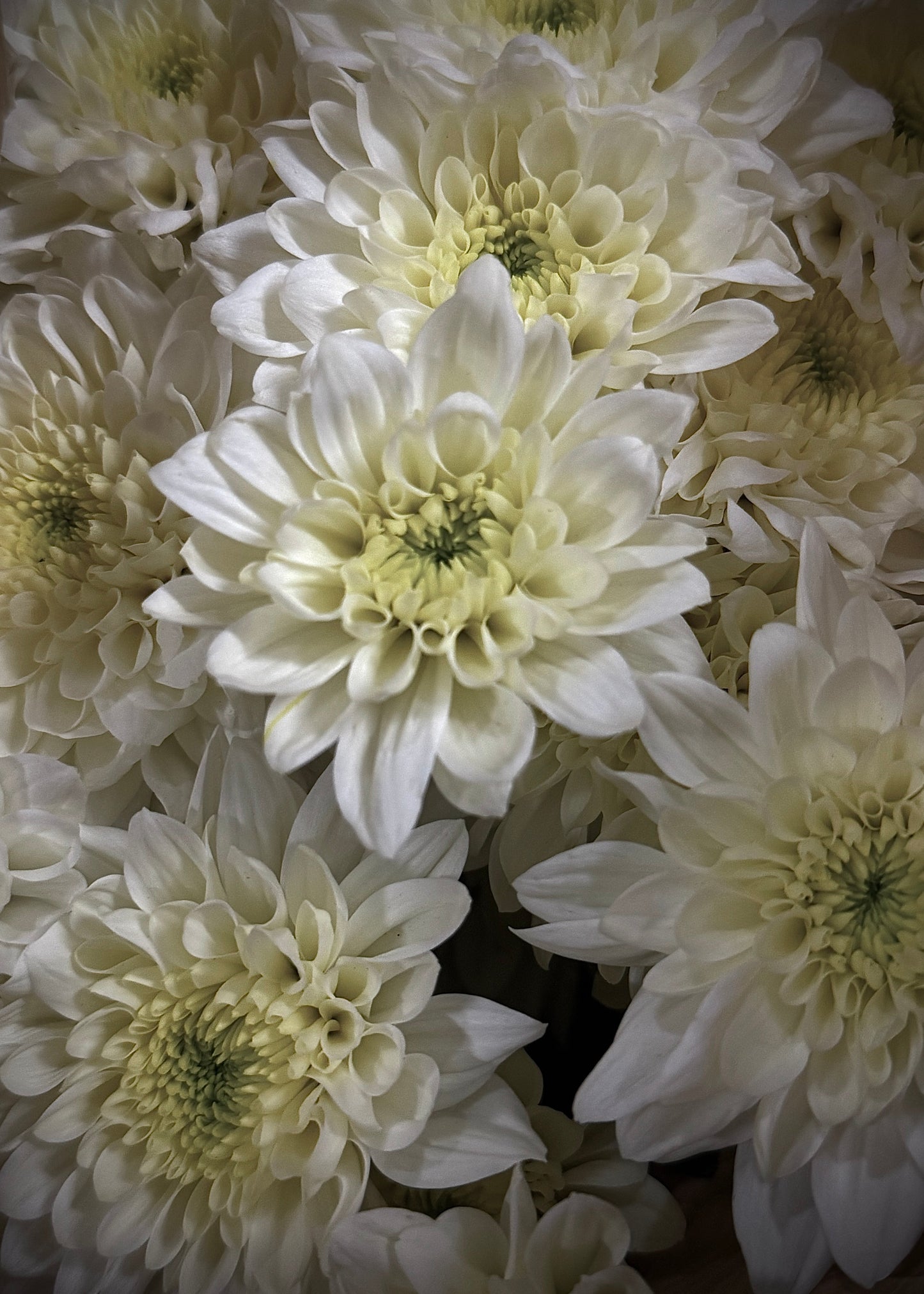 Chrysanthemums Potted Plant