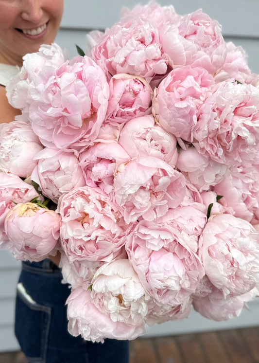 Valentine's Pink Peonies (Bunch)