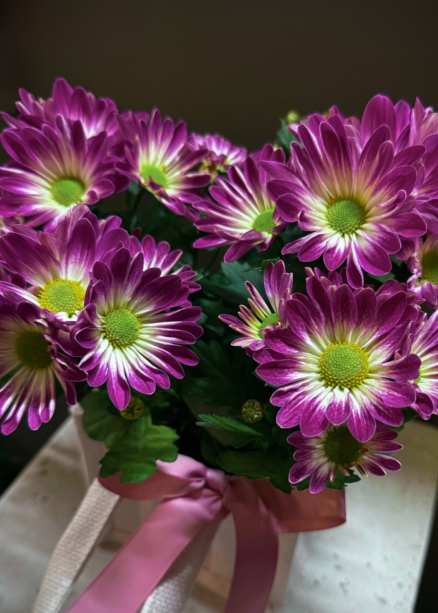Chrysanthemums Potted Plant
