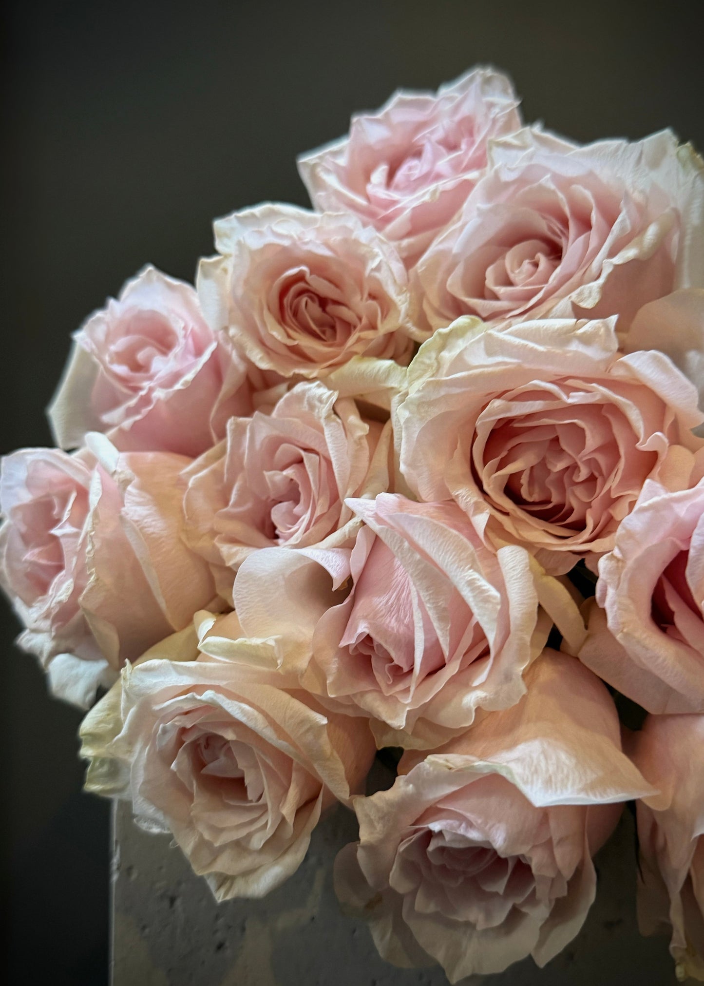 Pink Roses (Bunch)