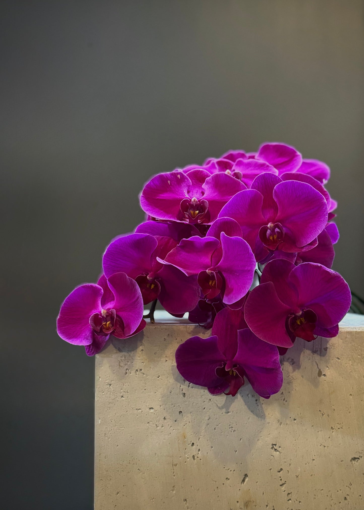 Orchid Stem (Single)