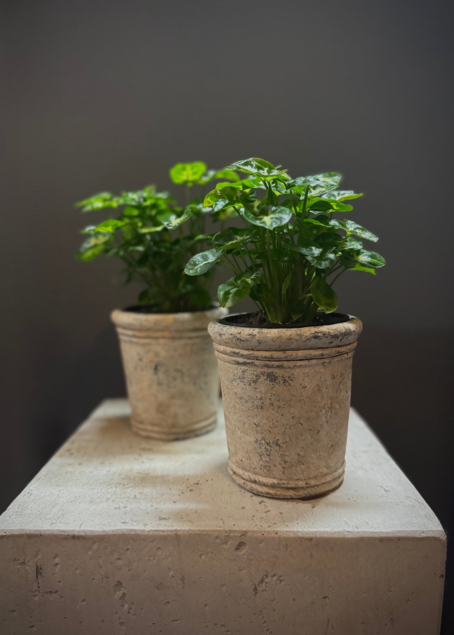 Petite Potted Plant