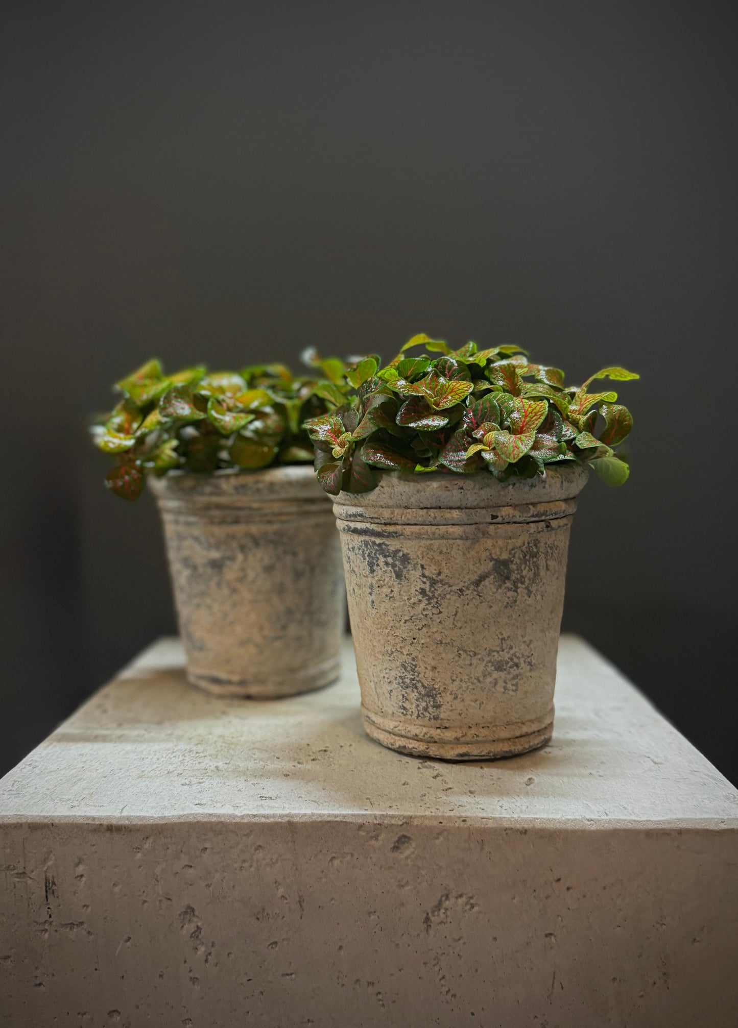 Petite Potted Plant