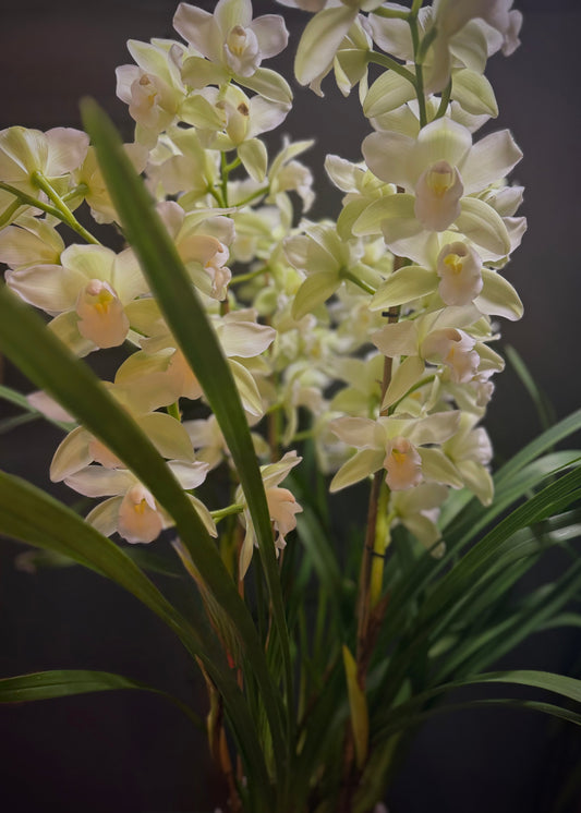 Cymbidium Orchid Potted Plant