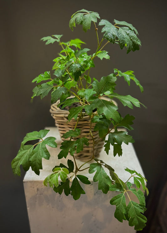 Cissus Potted Plant