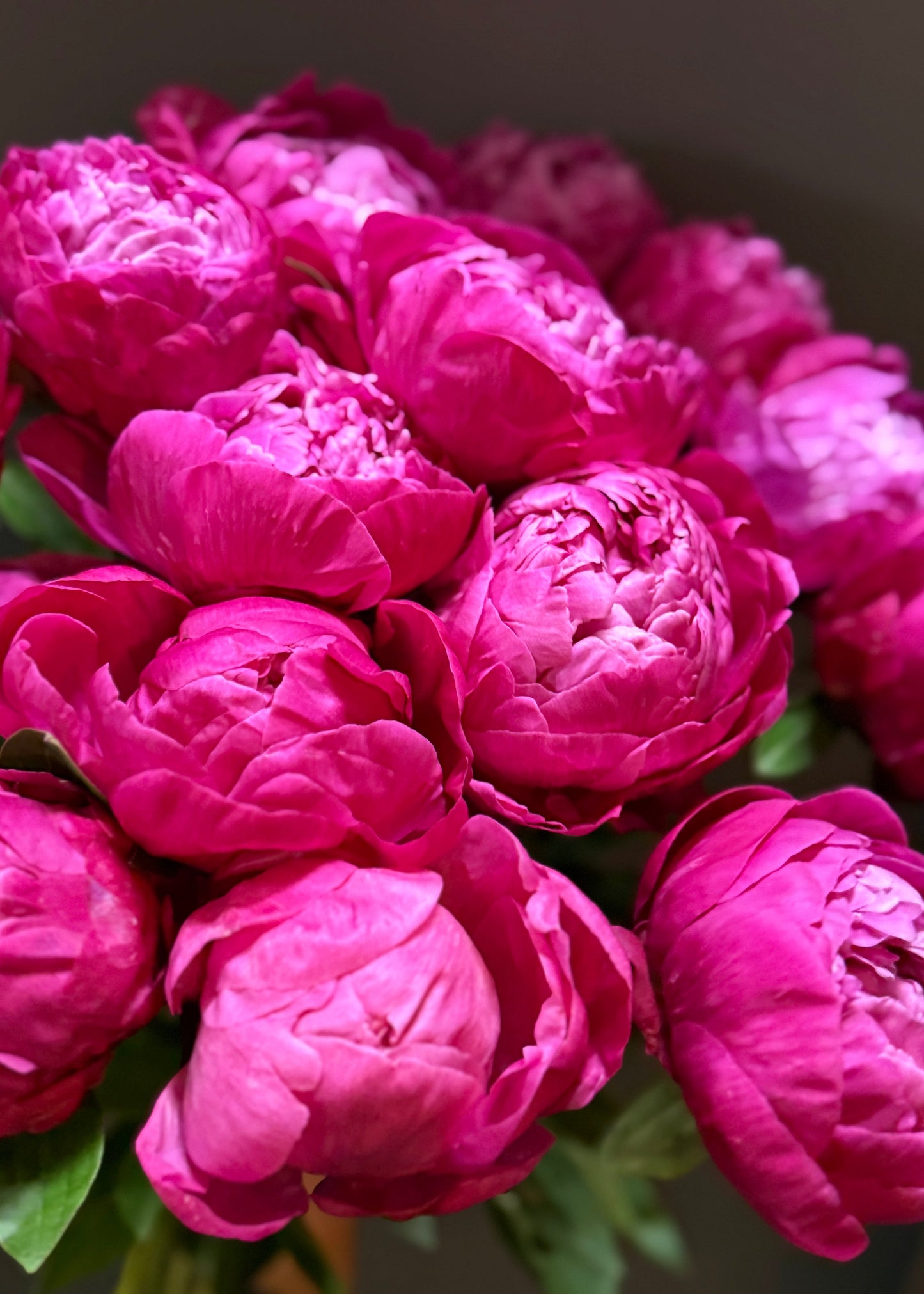 Valentine's Pink Peonies (Bunch)