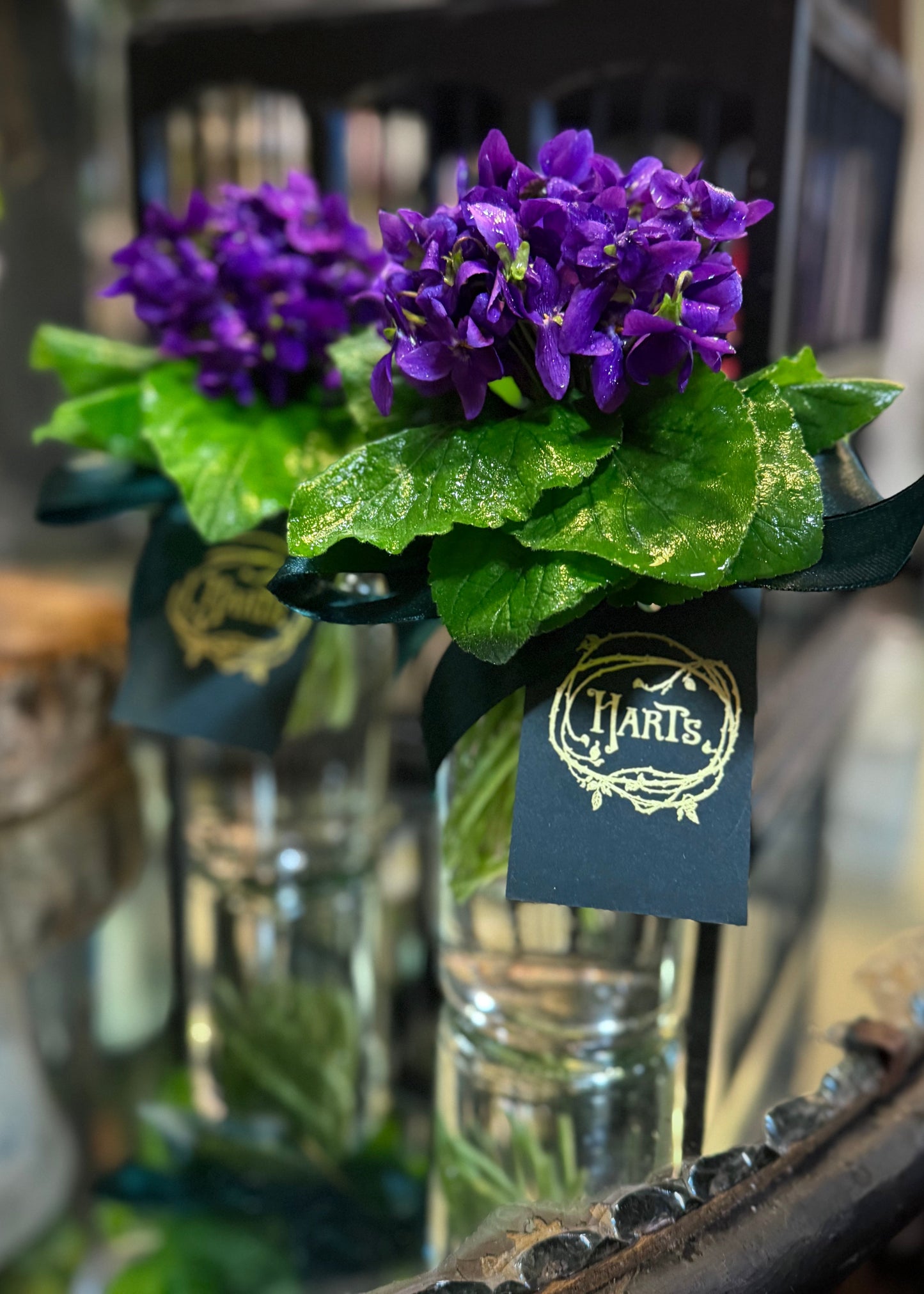 English Violet (Bunch)