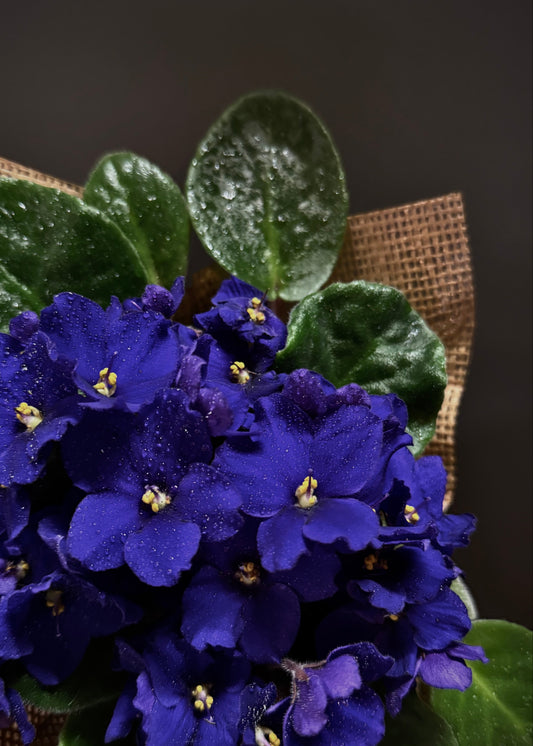 Potted African Violet Plant